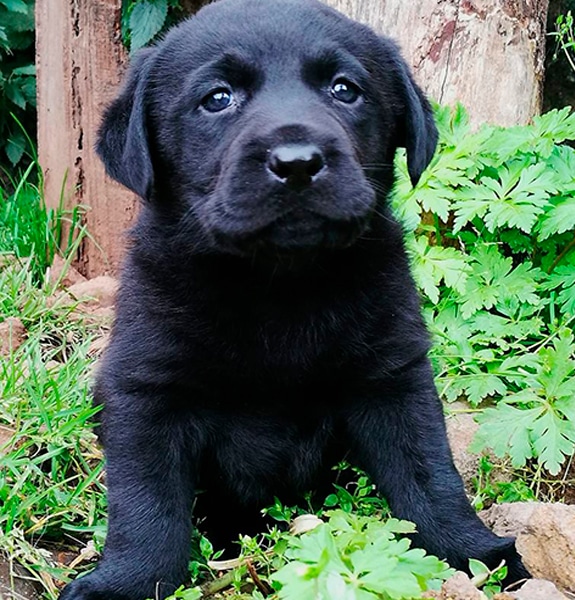 Labrador Negro