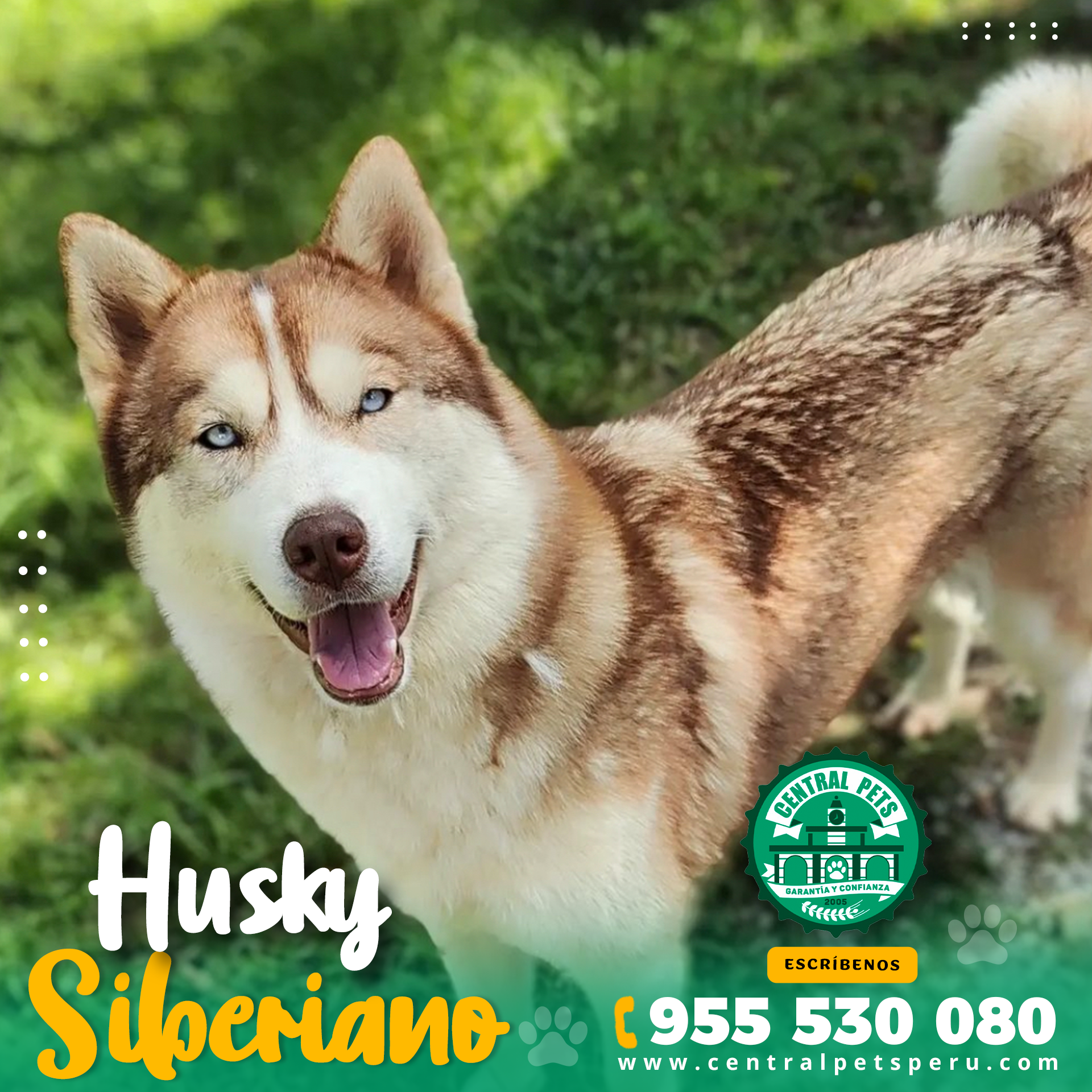 HUSKY SIBERIANO - Central Pets Perú