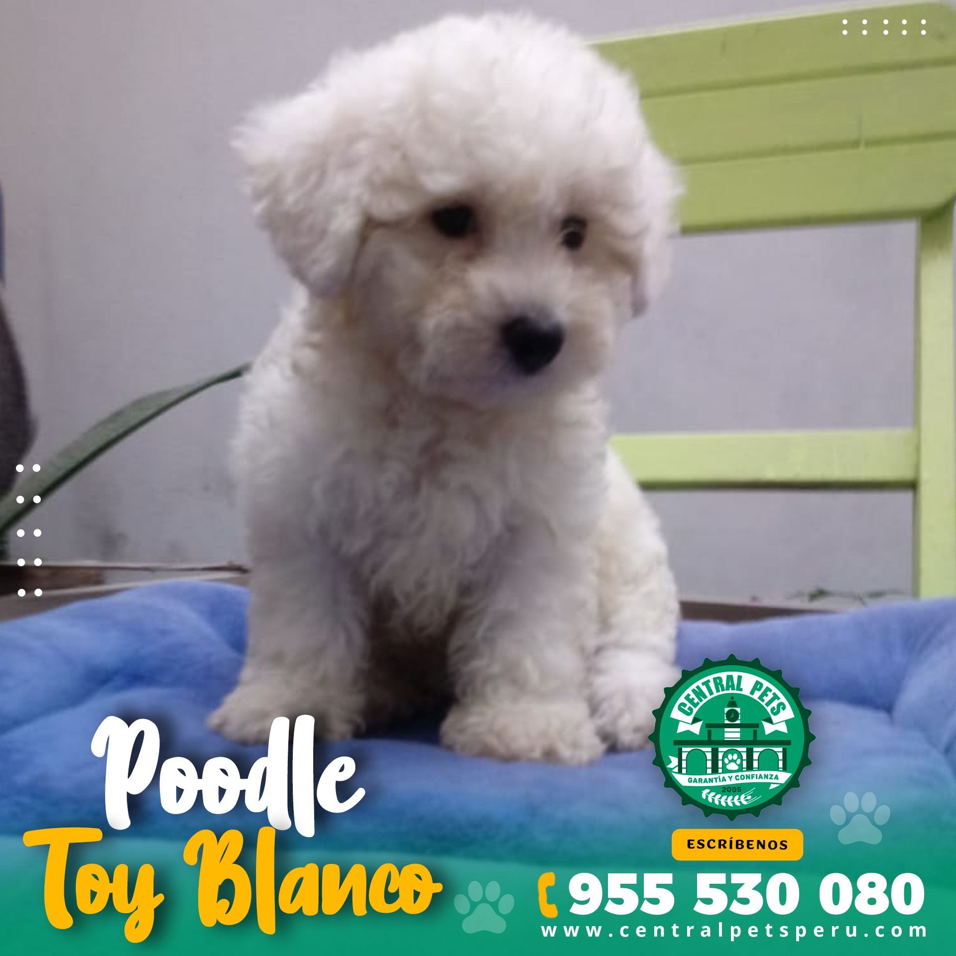 Poodle Toy Central Pets Perú